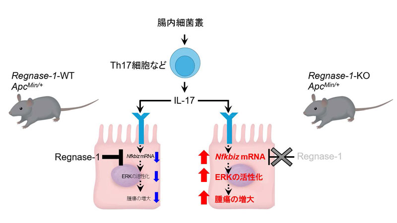 文章を入れてください