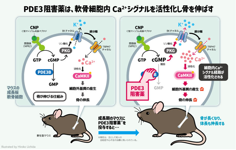 文章を入れてください
