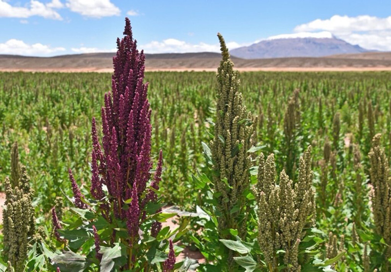 文章を入れてください