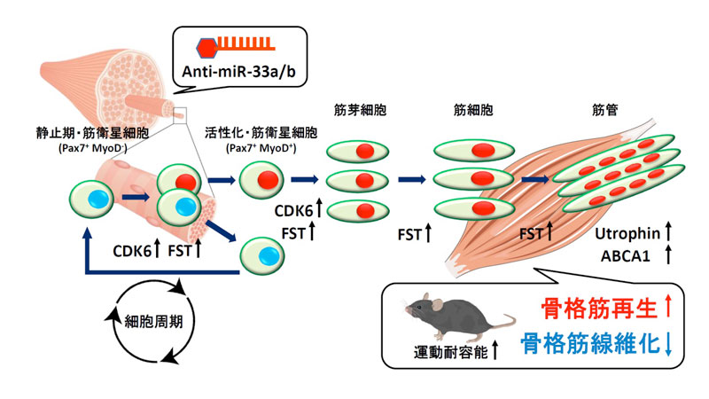 文章を入れてください