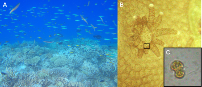 文章を入れてください