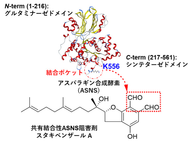 文章を入れてください