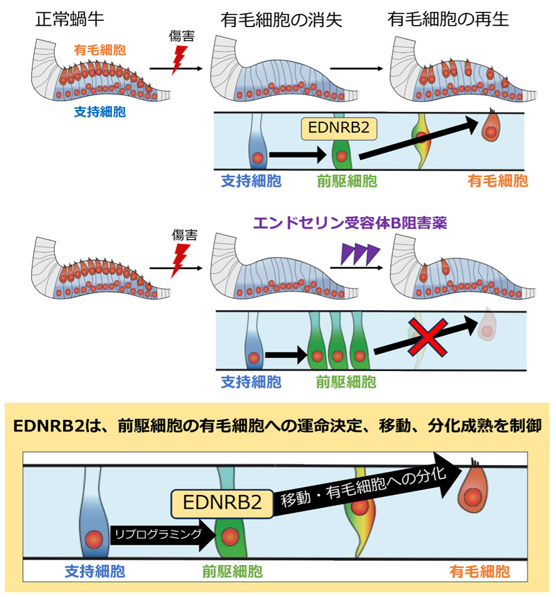 文章を入れてください