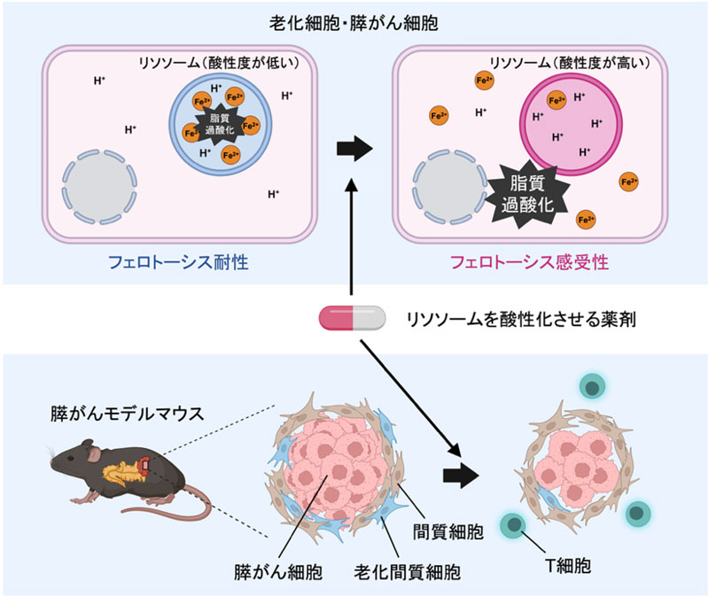 文章を入れてください