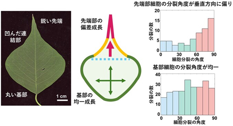 文章を入れてください