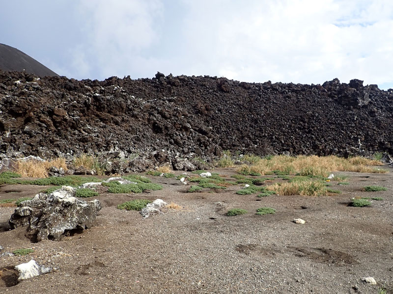 文章を入れてください