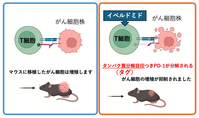 文章を入れてください