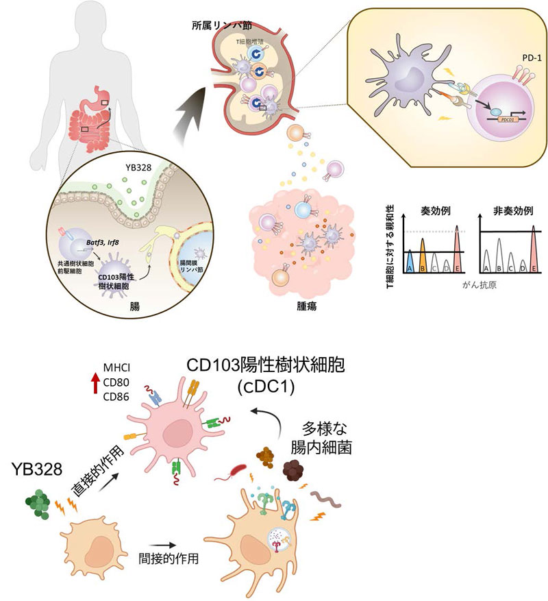 文章を入れてください