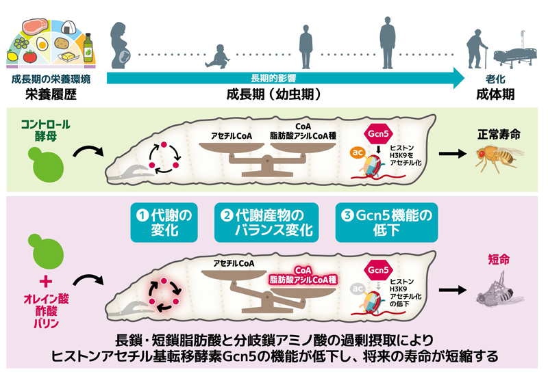 文章を入れてください