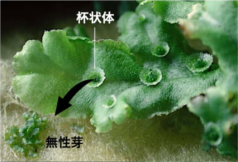 文章を入れてください