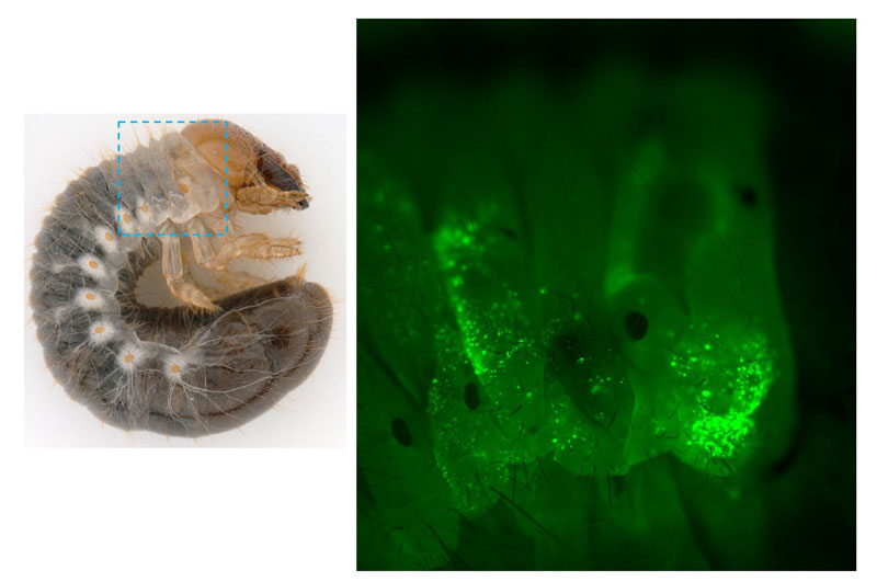 文章を入れてください