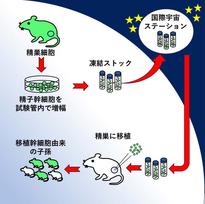 文章を入れてください