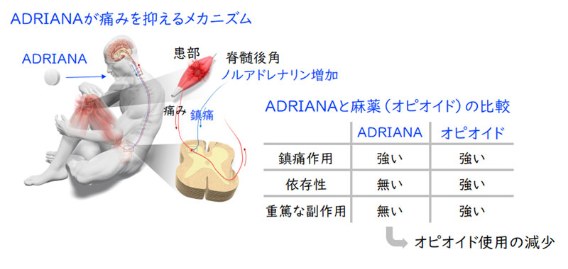 文章を入れてください