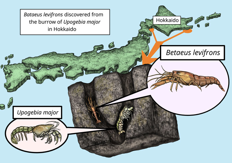 文章を入れてください