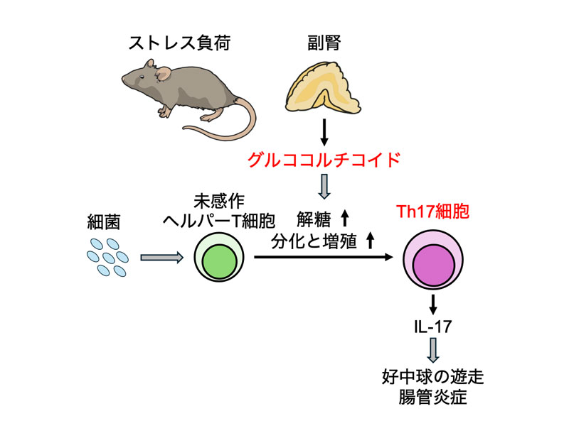 文章を入れてください