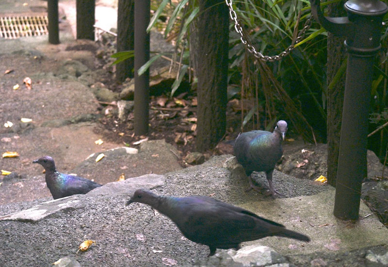 文章を入れてください