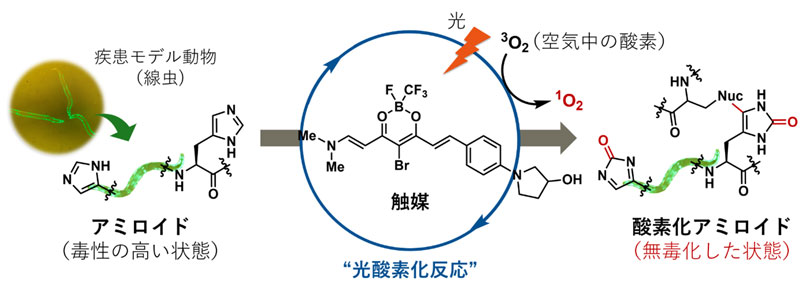 文章を入れてください