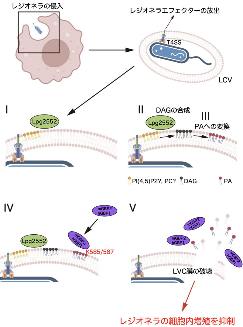 文章を入れてください