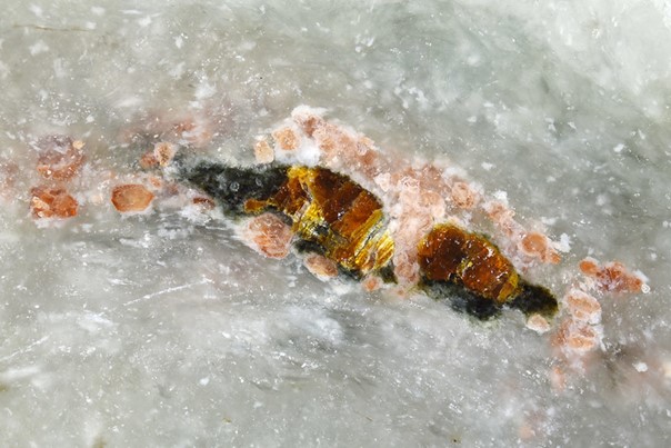 文章を入れてください