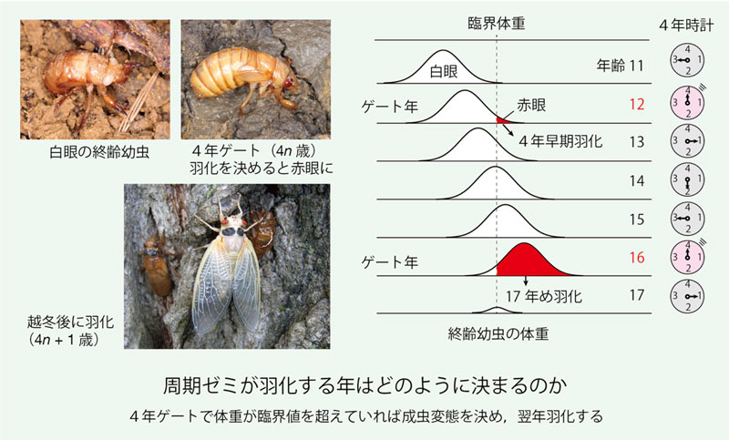 文章を入れてください