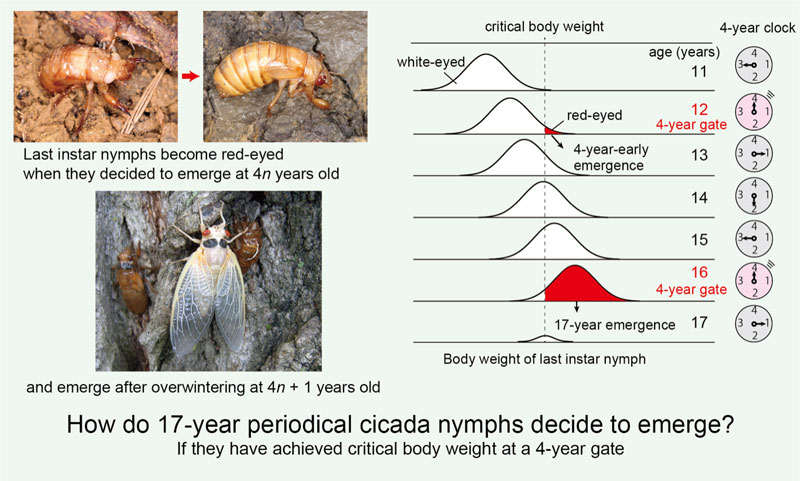 文章を入れてください