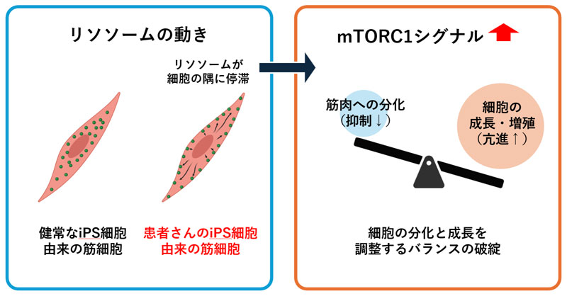 文章を入れてください