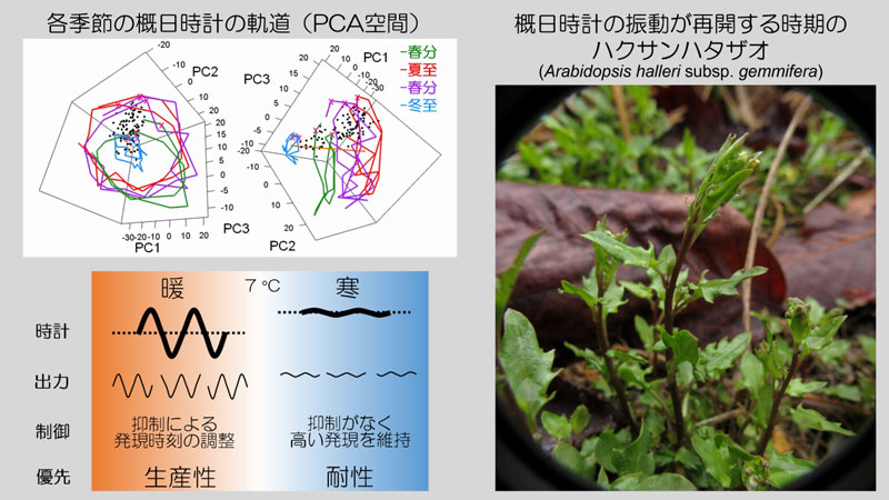 文章を入れてください