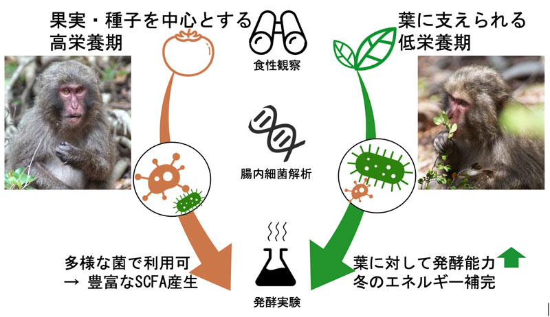 文章を入れてください