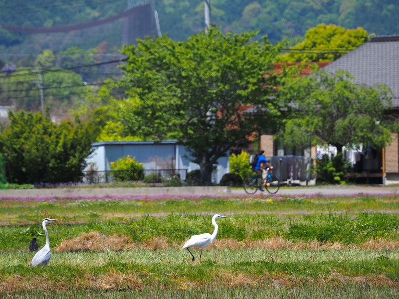 文章を入れてください