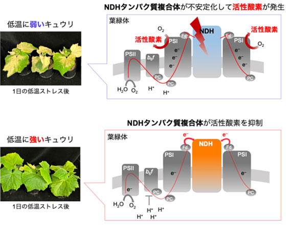 文章を入れてください