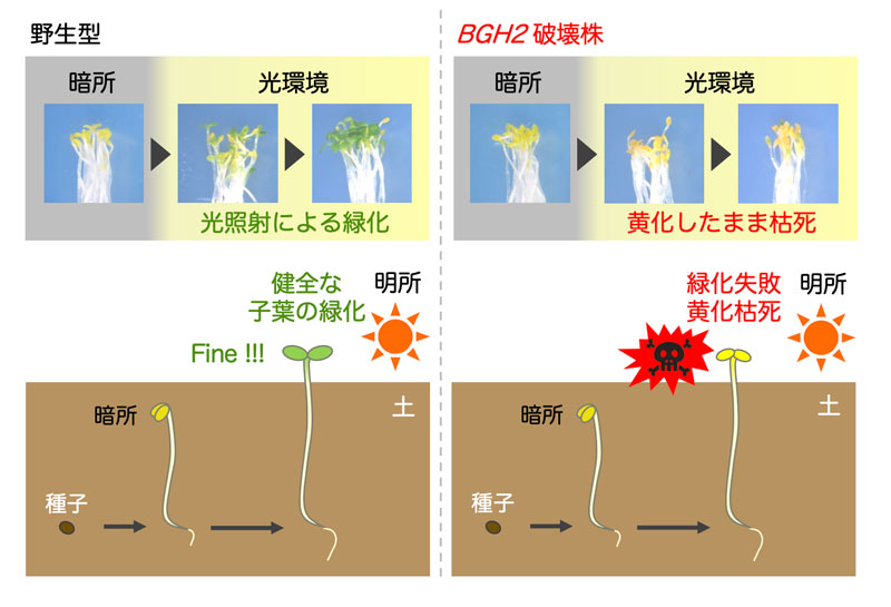 文章を入れてください