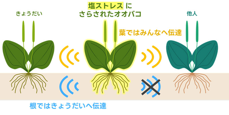 文章を入れてください