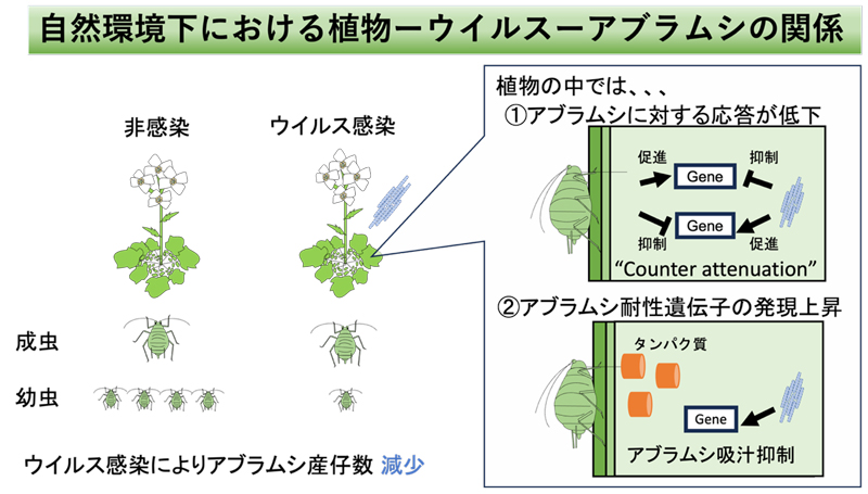 文章を入れてください