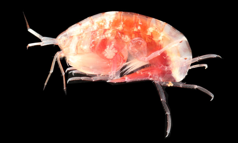 文章を入れてください