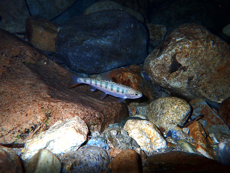 文章を入れてください