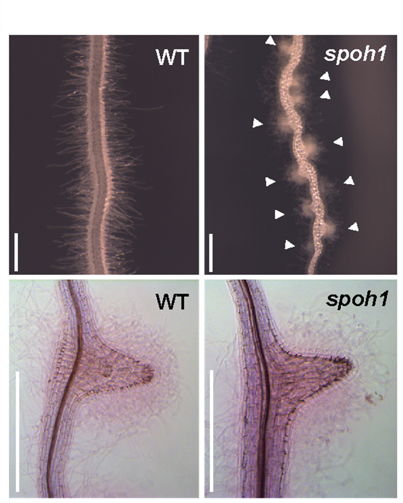 文章を入れてください