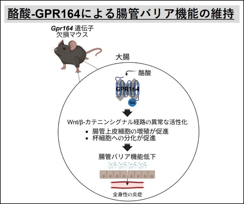 文章を入れてください