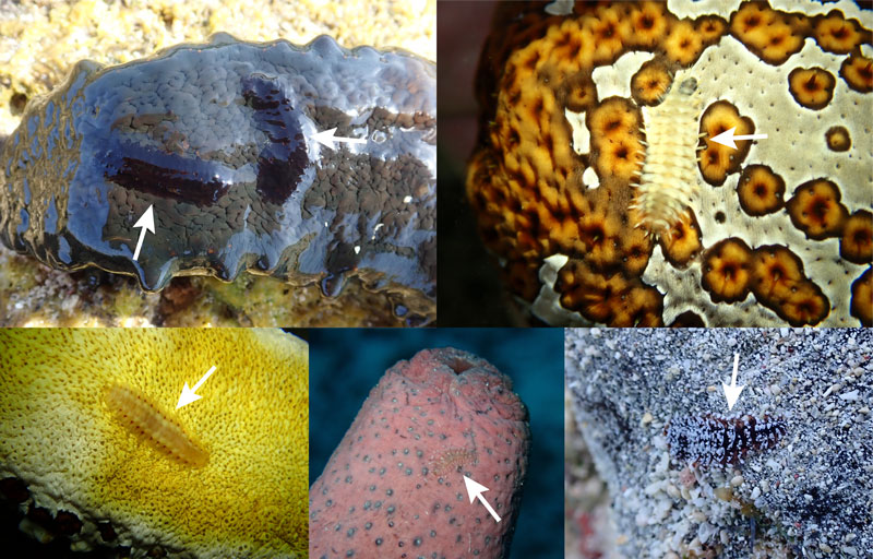 文章を入れてください