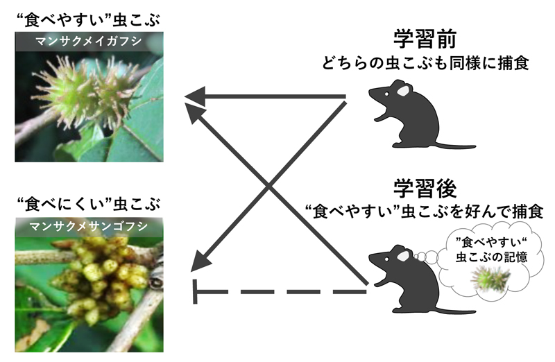 文章を入れてください