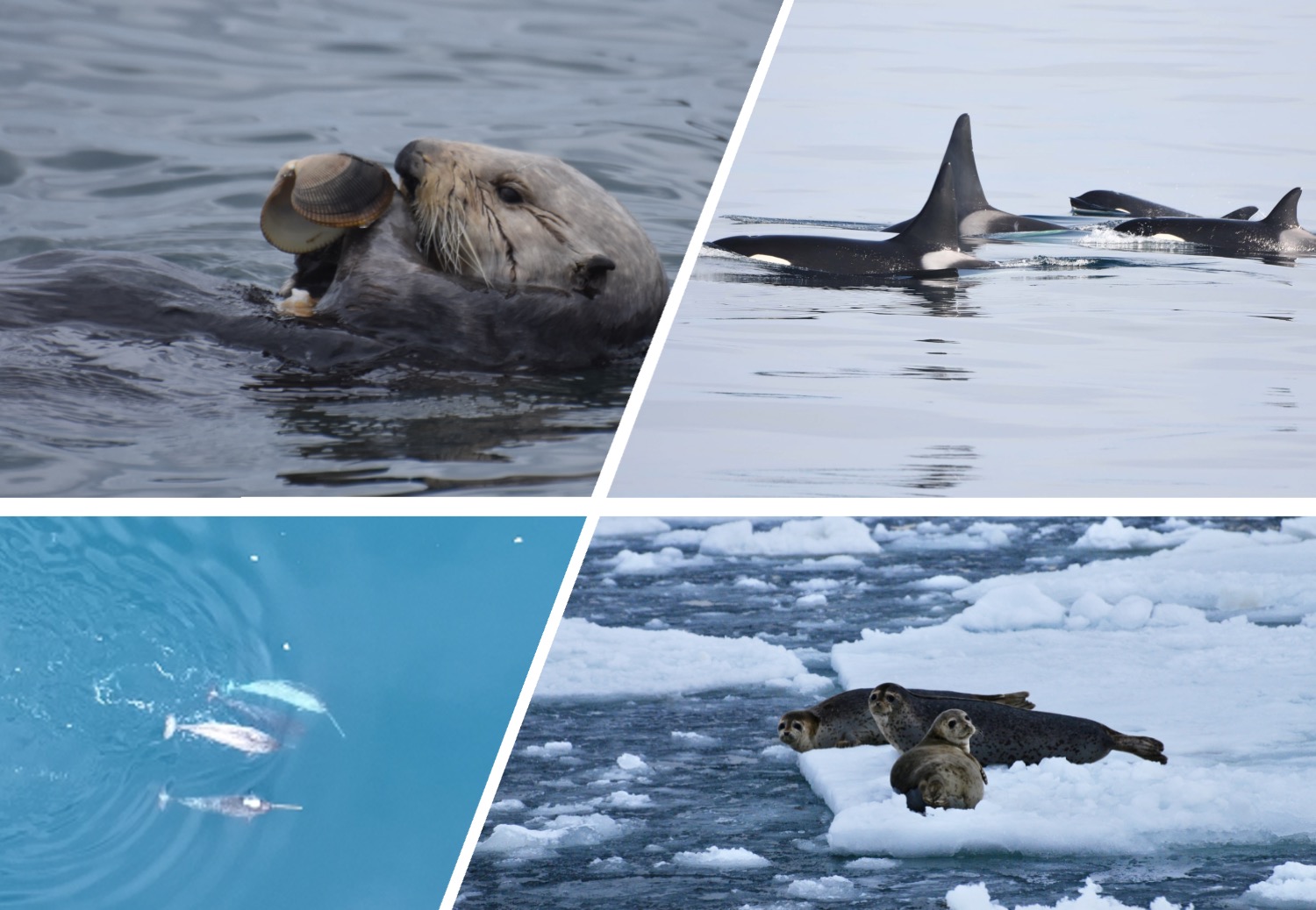 文章を入れてください