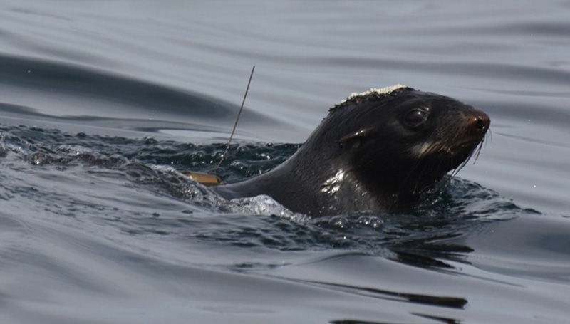 文章を入れてください
