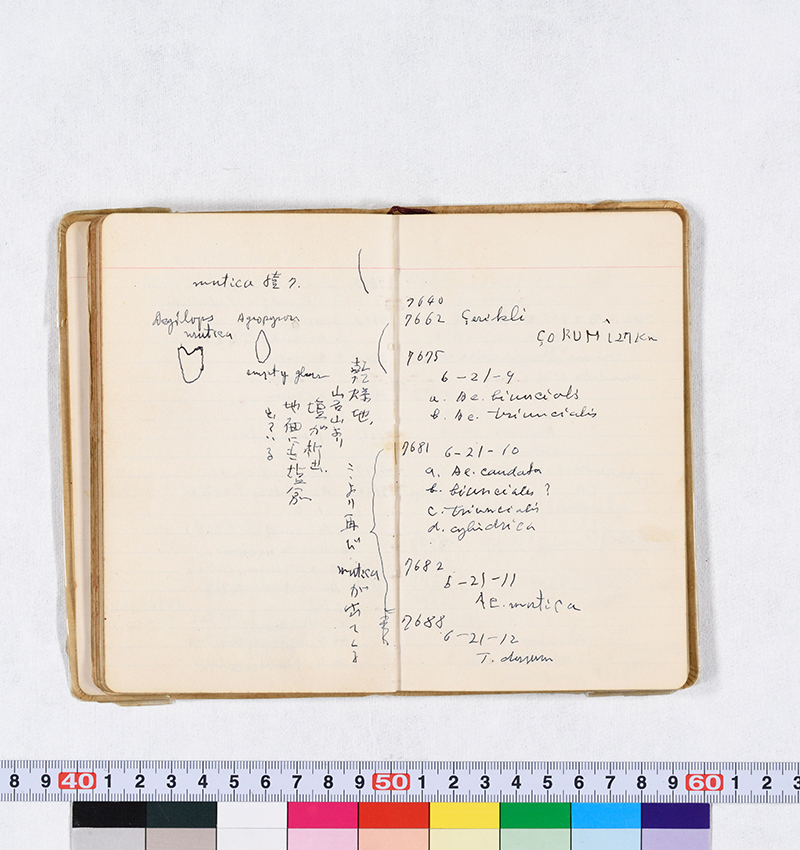 文章を入れてください