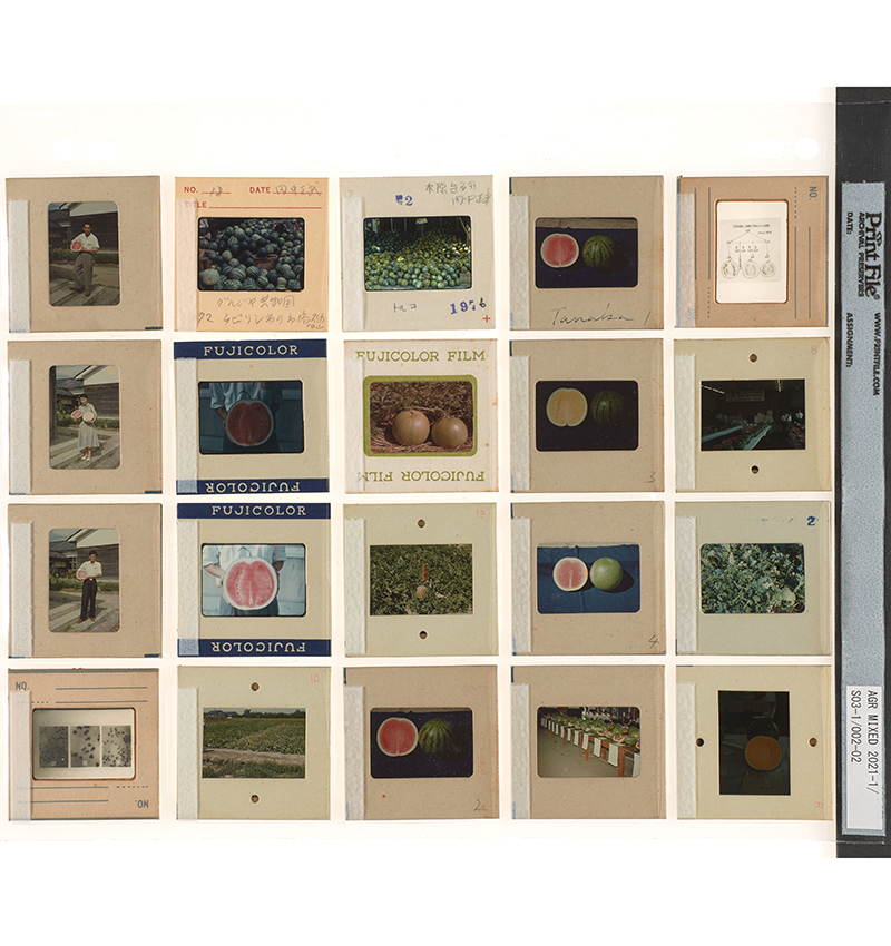 文章を入れてください