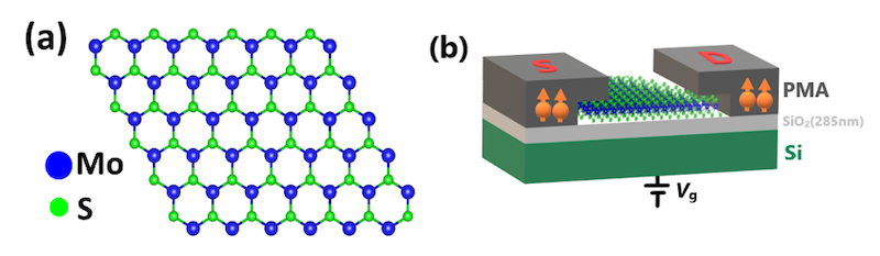 (a)本研究で用いた原子膜半導体である二硫化モリブデン(MoS2)の構造図、(b)本研究で作製した素子の模式図