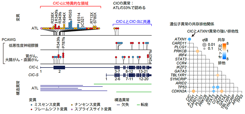 ATLおよび他の固形がんにおけるCIC遺伝子異常の分布（左）と、ATLにおけるドライバー遺伝子異常の共存排他関係（右）。