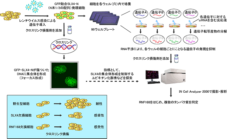 本研究の概要図