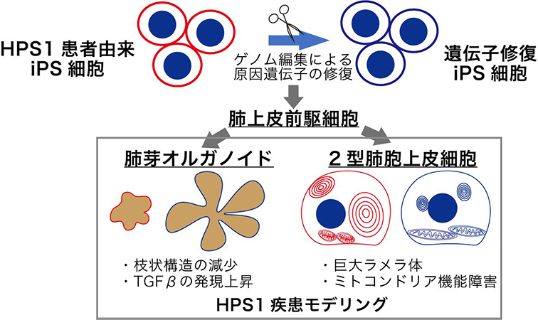 本研究の概要図