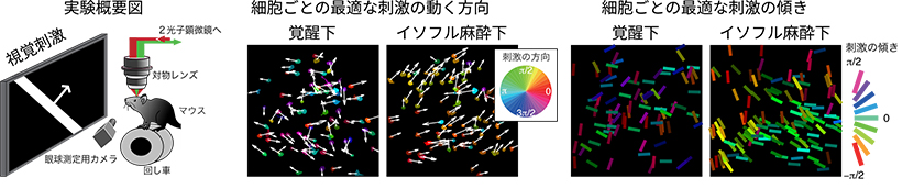 （左）実験の概要図。マウスに視覚刺激を見せながら、上丘の視覚応答を２光子顕微鏡で記録。 （中）一つ一つの丸が上丘の神経細胞を表す。個々の細胞がどの方向に動く刺激によく反応するかを矢印と色で示す．覚醒下と麻酔下における、同一の細胞集団の反応パタンの変化を比較した図。 （右）一つ一つのバーが上丘の神経細胞を表す。個々の細胞がどの傾き（方位）の刺激によく反応したかを、バーの傾きと色で示す。覚醒下と麻酔下における反応パタンを比較した図。
