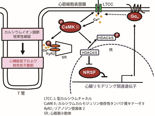 本研究の概要図