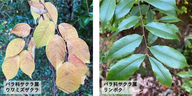 落葉樹と常緑樹の一例